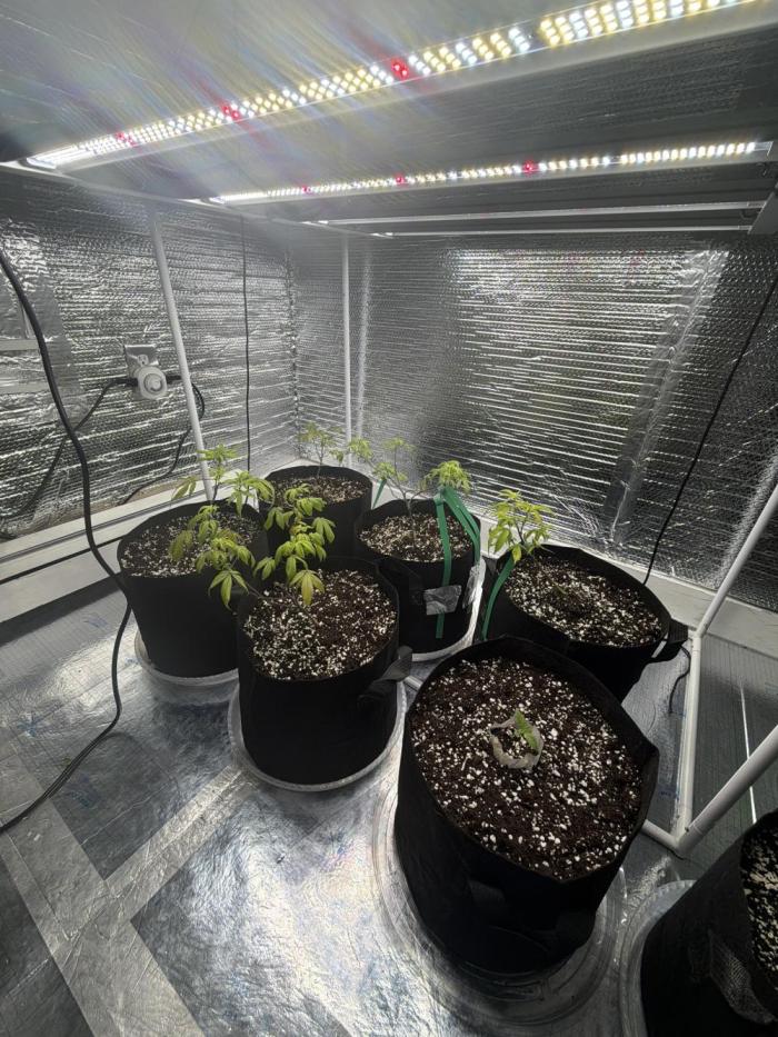 Micro clones +1 seed grow. Week 6