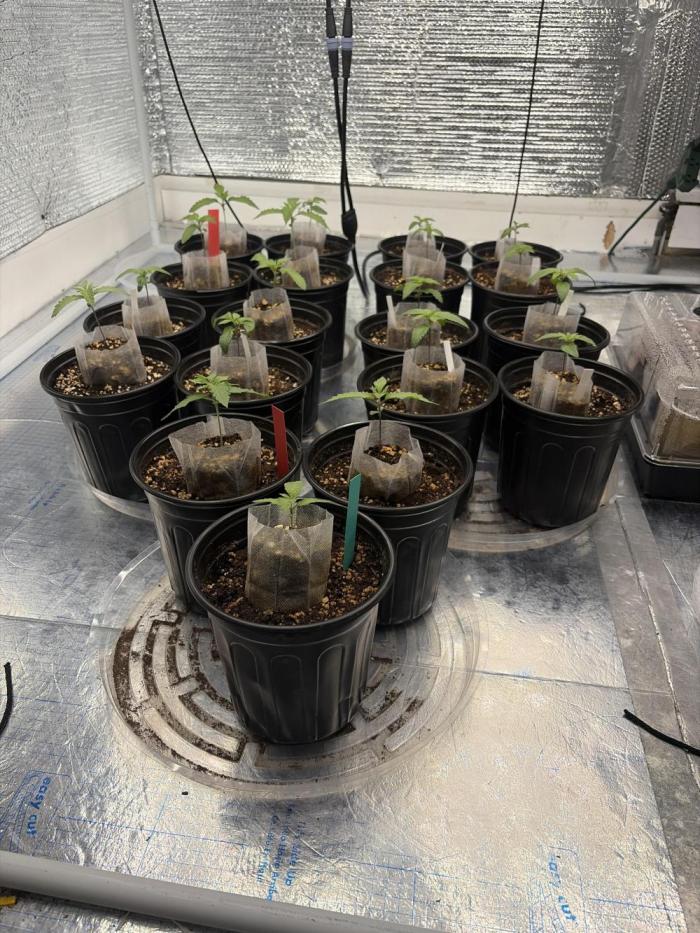 Outdoor grow. Week 2