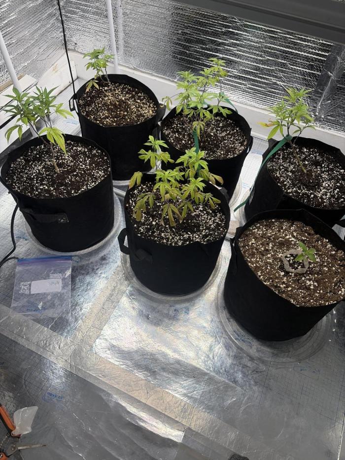 Micro clones +1 seed grow. Week 7