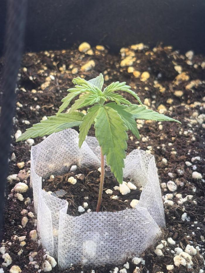 Fast buds cheese aut. Week 3