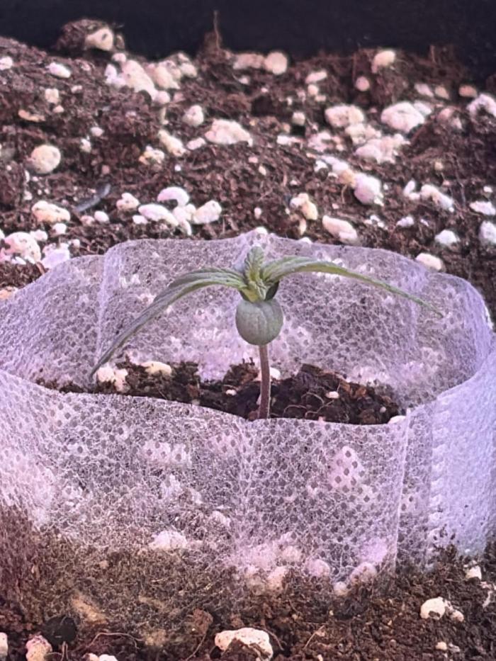 2nd cheese auto. Week 1
