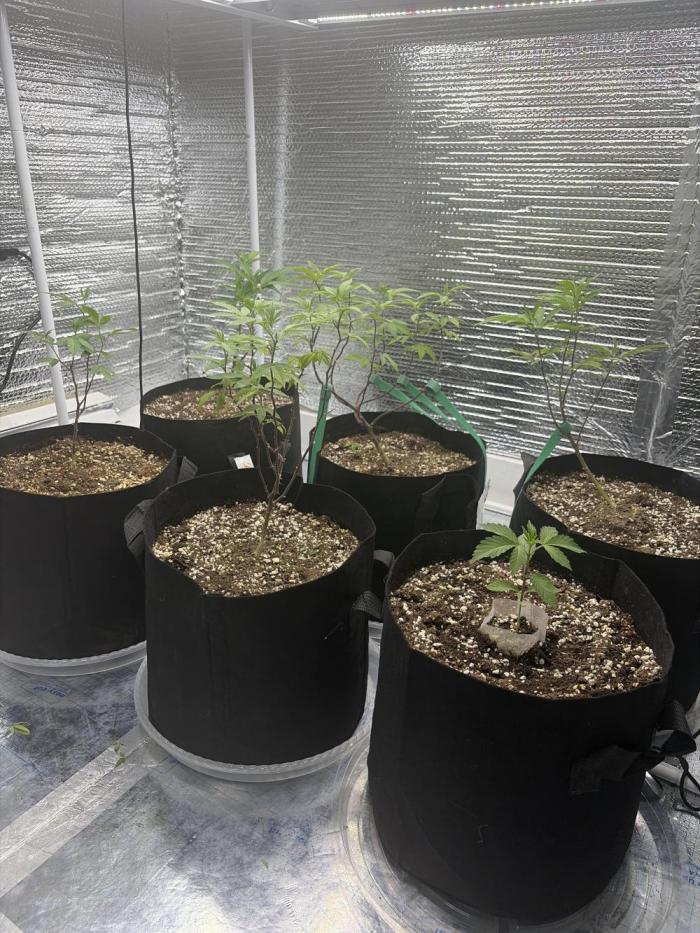 Micro clones +1 seed grow. Week 8