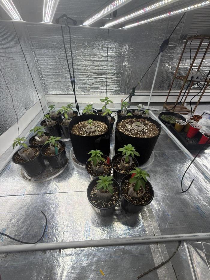Outdoor grow. Week 3