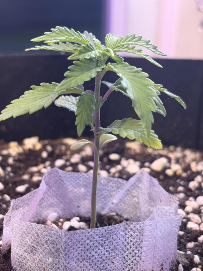 Fast buds cheese aut. Week 4