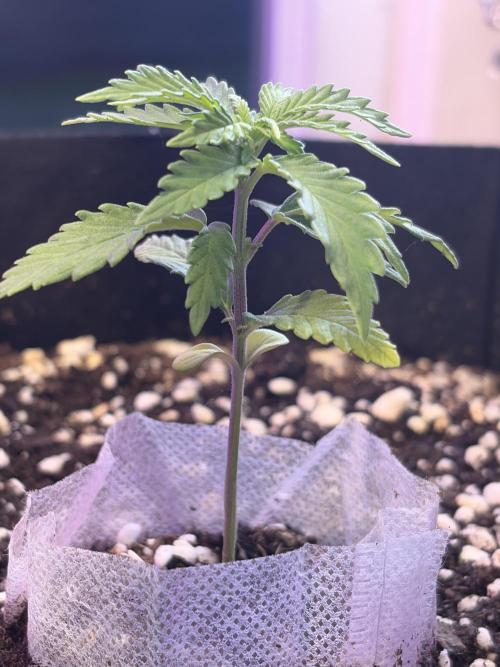 Cheese Auto. Week 4