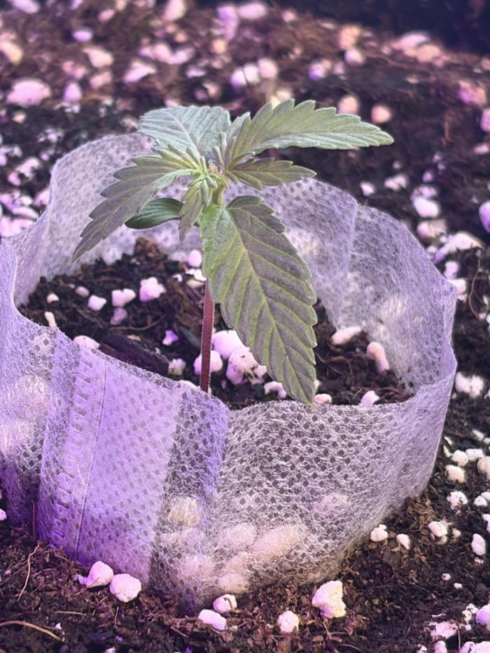 2nd cheese auto. Week 2