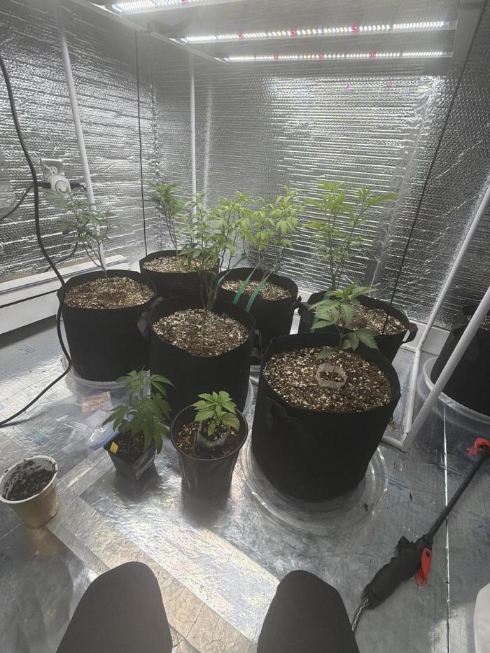 Micro clones +1 seed grow. Week 9