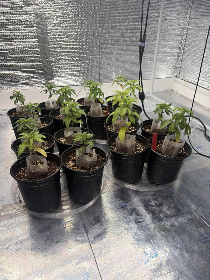 Outdoor grow. Week 4