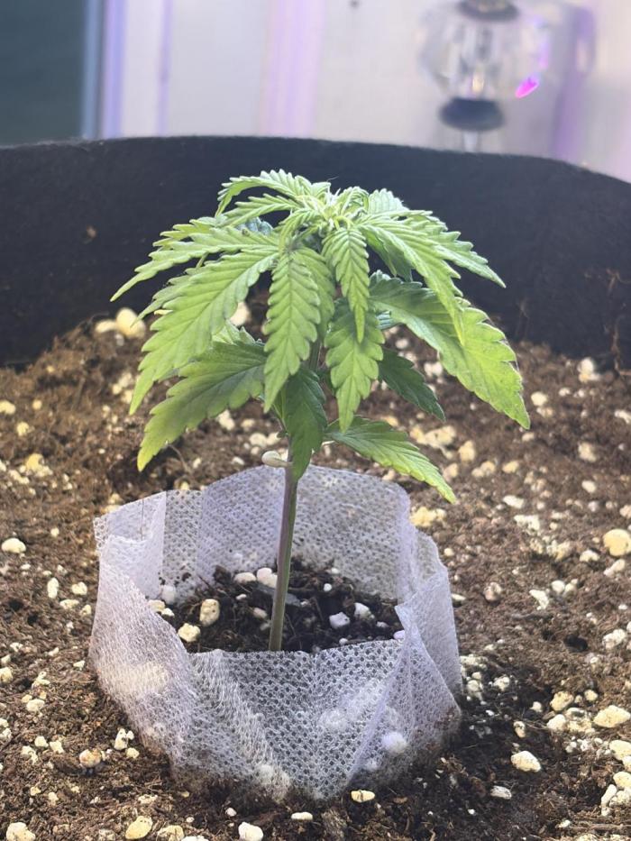 Fast buds cheese aut. Week 5