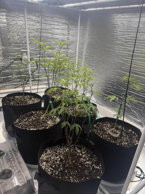 Micro clones +1 seed grow. Week 10