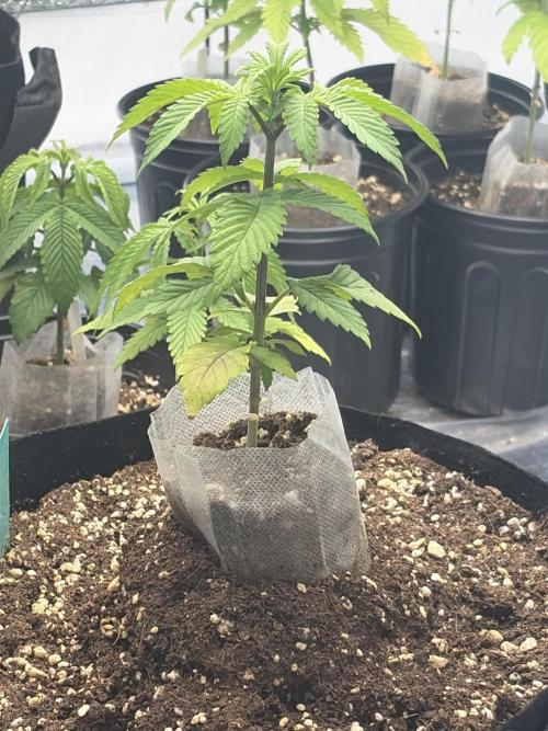 Micro clones +1 seed grow. Week 10