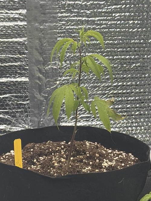 Micro clones +1 seed grow. Week 10