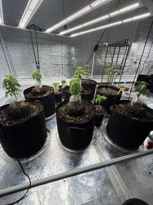 Outdoor grow. Week 5
