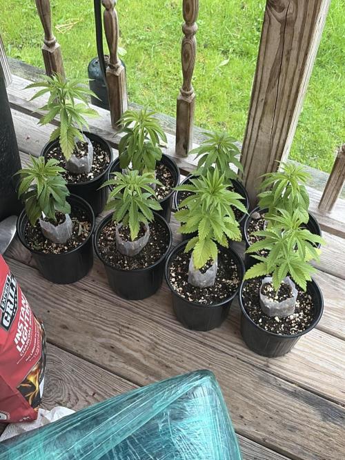 Outdoor grow. Week 5