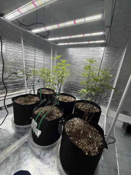 Micro clones +1 seed grow. Week 11