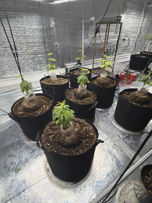 Micro clones +1 seed grow. Week 11