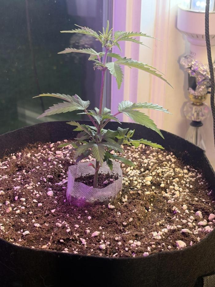 2nd cheese auto. Week 6