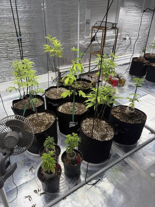 Micro clones +1 seed grow. Week 12