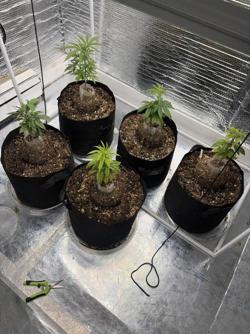 Micro clones +1 seed grow. Week 12