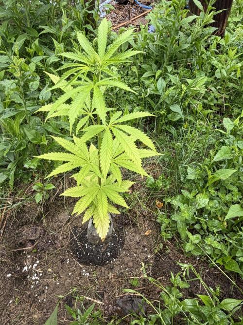 Outdoor grow. Week 9