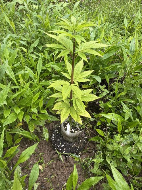 Outdoor grow. Week 9