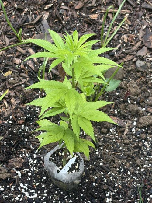 Outdoor grow. Week 9