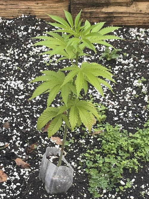 Outdoor grow. Week 9
