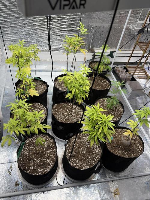 Micro clones +1 seed grow. Week 13
