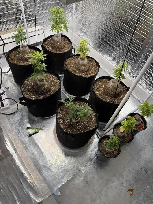Micro clones +1 seed grow. Week 13