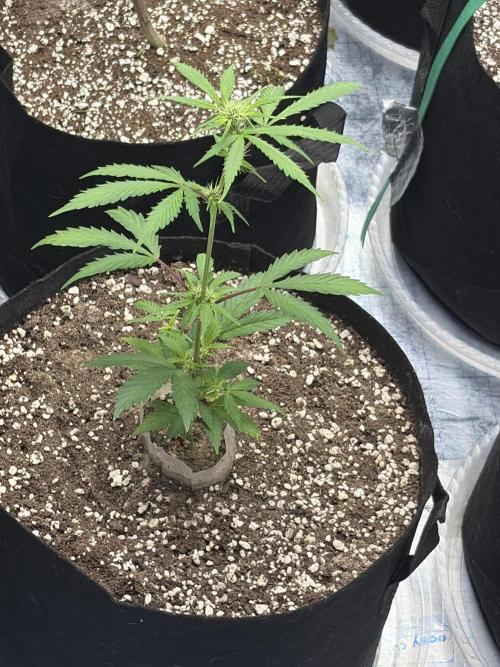 Micro clones +1 seed grow. Week 13