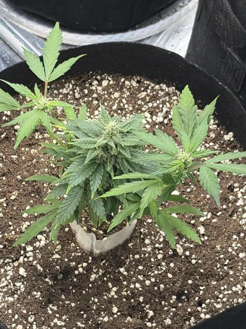 Micro clones +1 seed grow. Week 13
