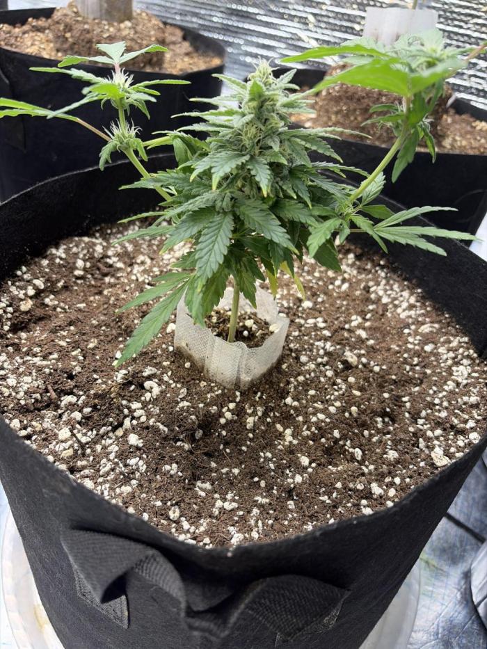 Fast buds cheese aut. Week 10