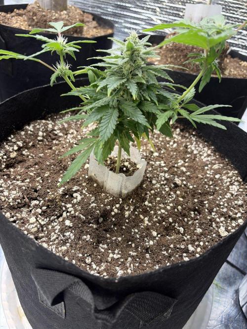 Cheese Auto. Week 10