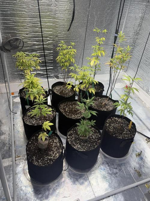 Micro clones +1 seed grow. Week 14