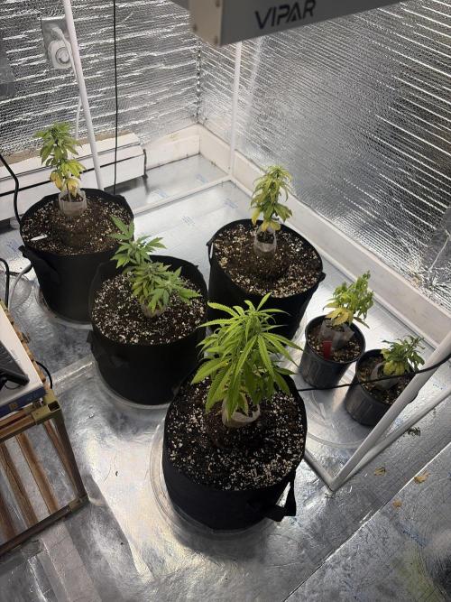Micro clones +1 seed grow. Week 14