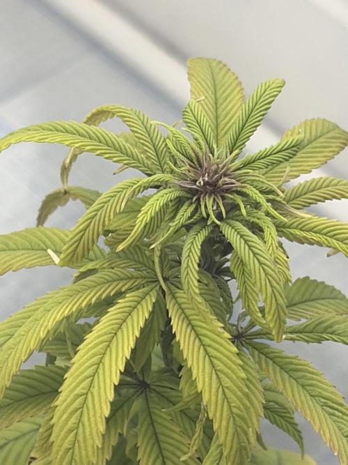 Micro clones +1 seed grow. Week 14