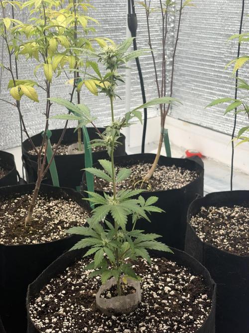 Cheese Auto. Week 8