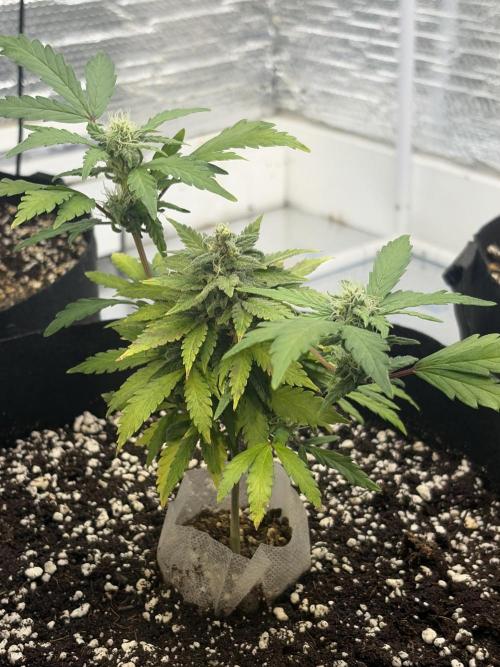 Fast buds cheese aut. Week 11