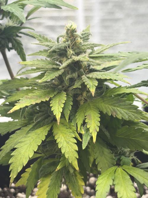 Fast buds cheese aut. Week 11