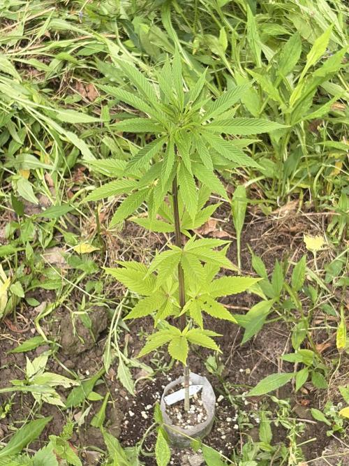 Outdoor grow. Week 10