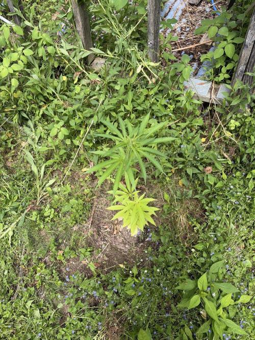 Outdoor grow. Week 10