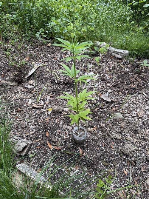 Outdoor grow. Week 10