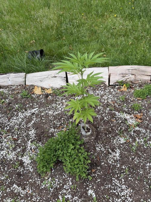 Outdoor grow. Week 10