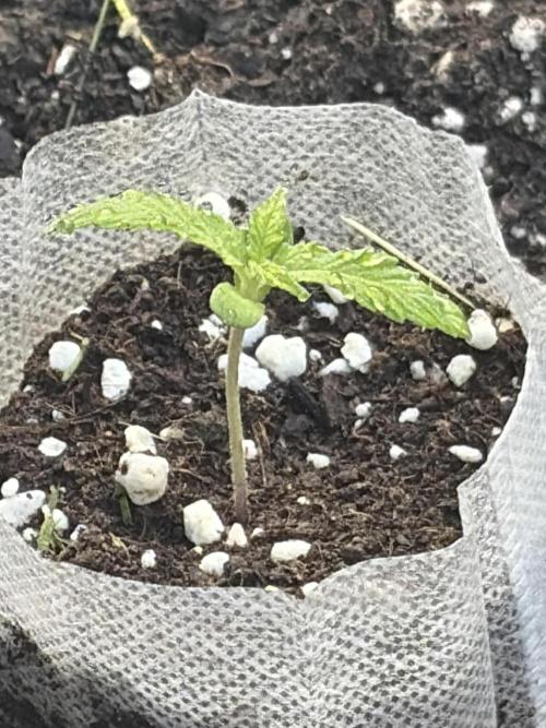 Outdoor auto batch 1. Week 1