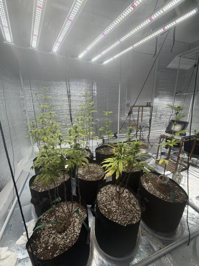 Micro clones +1 seed grow. Week 15
