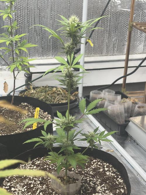 Cheese Auto. Week 9