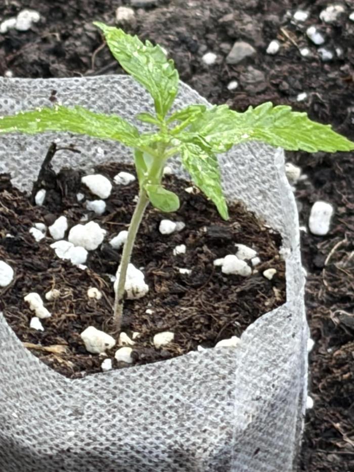 Outdoor auto batch 1. Week 2