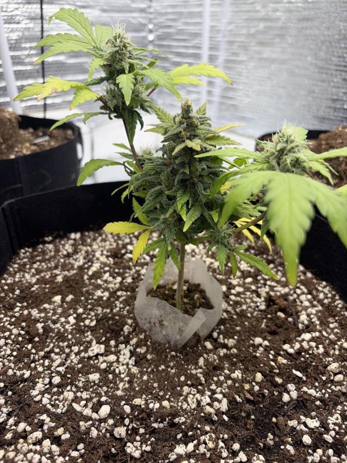 Fast buds cheese aut. Week 12