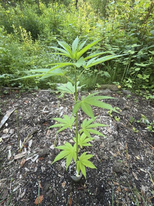 Outdoor grow. Week 11