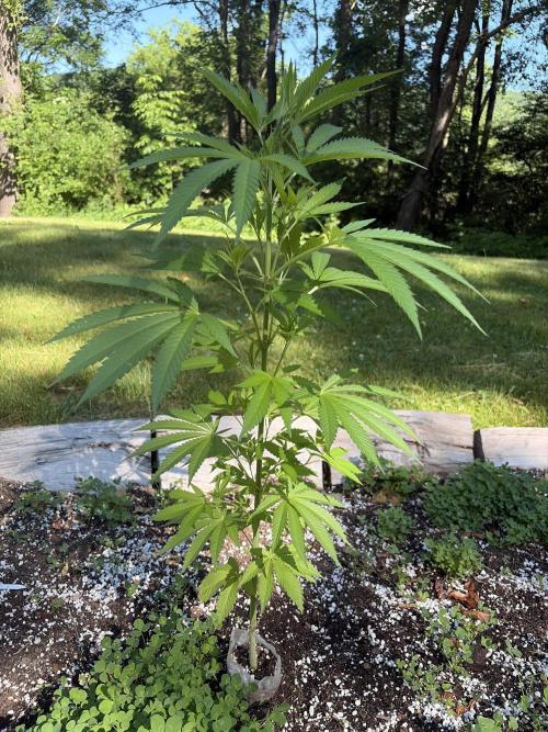 Outdoor grow. Week 11